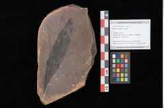 Foto (Objekt + Etikett) von Myrica lignitum Unger (NHMW-GEO-2024-0188-0582)